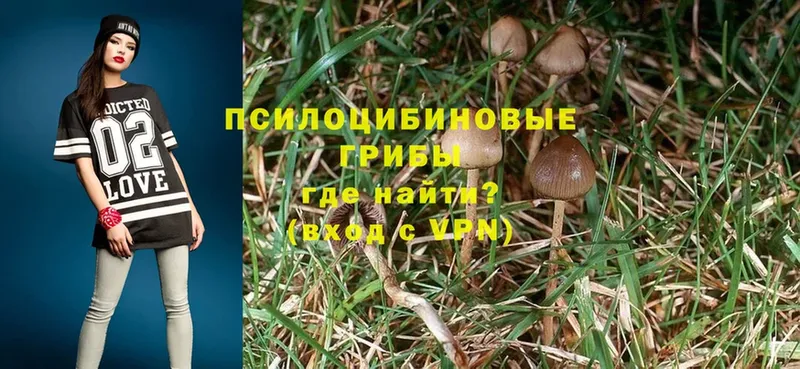 Псилоцибиновые грибы Magic Shrooms  где продают   Вяземский 